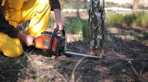 Best Tree Health Inspection  in Monticello, GA