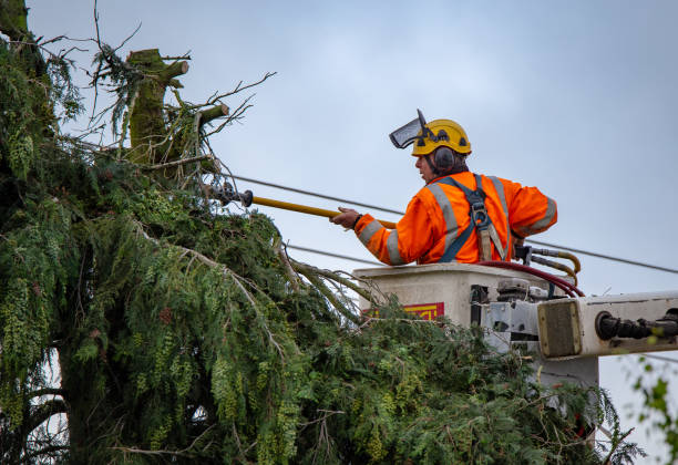 Professional Tree Care in Monticello, GA