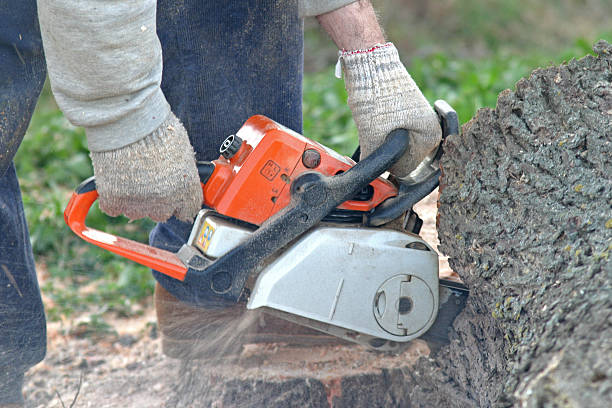 Best Tree Mulching  in Monticello, GA