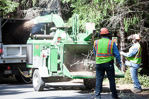 Best Palm Tree Trimming  in Monticello, GA