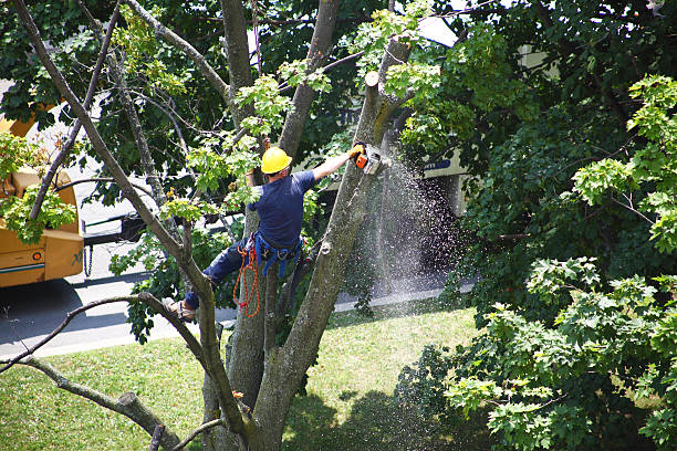 Best Root Management and Removal  in Monticello, GA