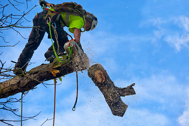 Best Utility Line Clearance  in Monticello, GA