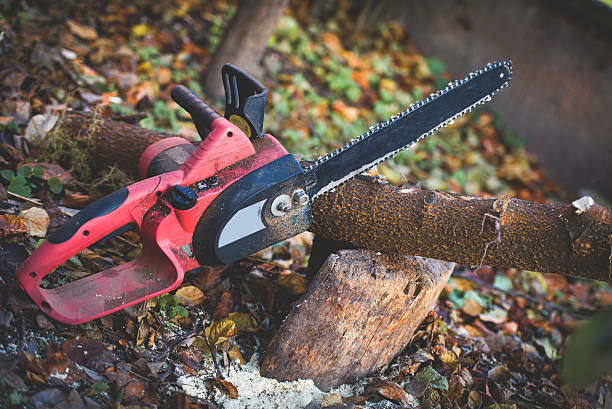 Best Tree Trimming and Pruning  in Monticello, GA