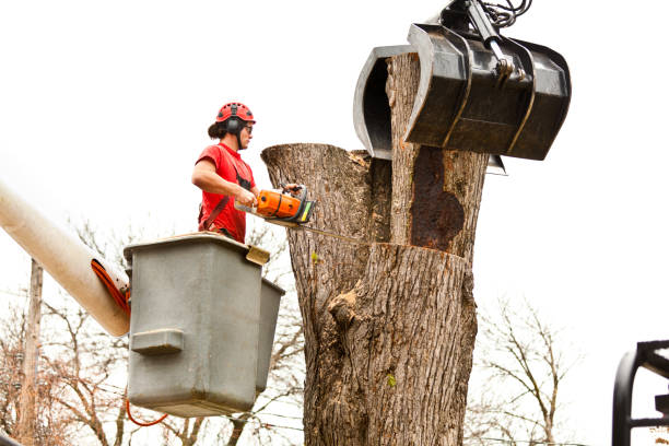 How Our Tree Care Process Works  in  Monticello, GA